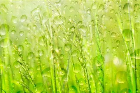 Green grass Stock Photos