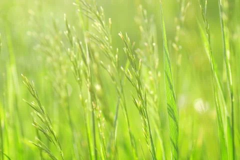 Green grass Foto stock