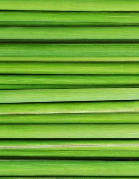 Green grass Foto stock