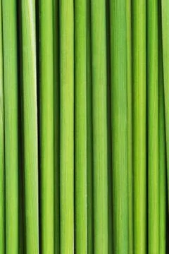 Green grass Stock Photos