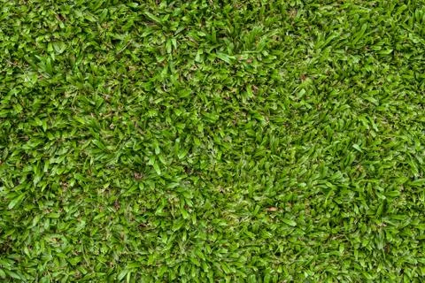 Green grass Stock Photos