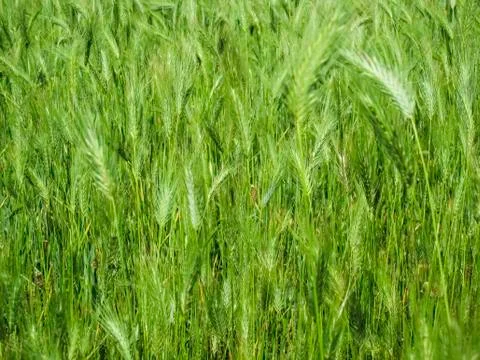 Green grass Stock Photos