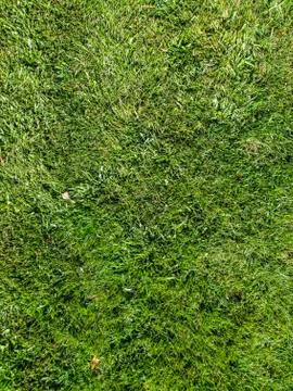 Green grass Stock Photos