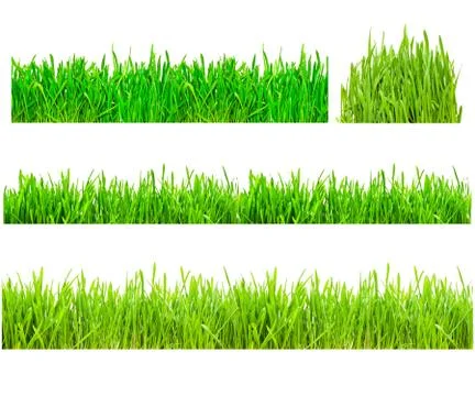 Green Grass Stock Photos
