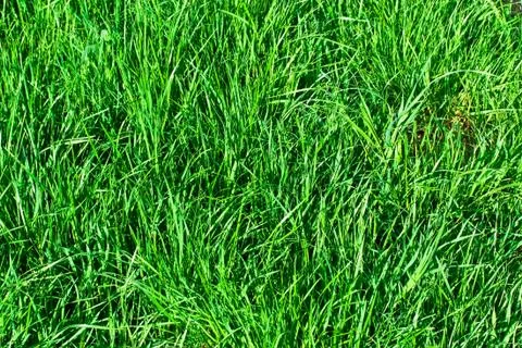Green grass Stock Photos