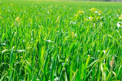 Green grass Foto stock