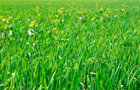 Green grass 스톡 사진