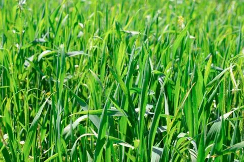 Green grass 스톡 사진