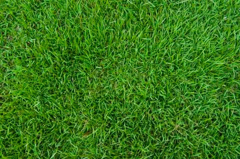 Green grass Stock Photos