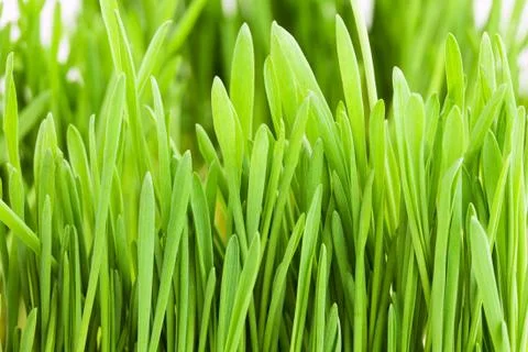Green grass Stock Photos