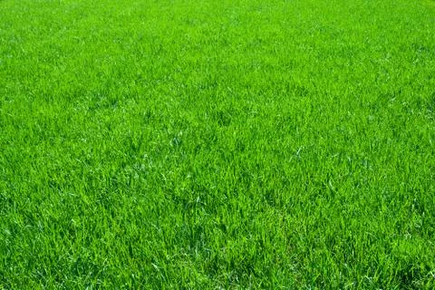 Green grass Stock Photos