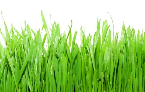 Green grass Stock Photos