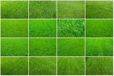 Green grass Stock Photos