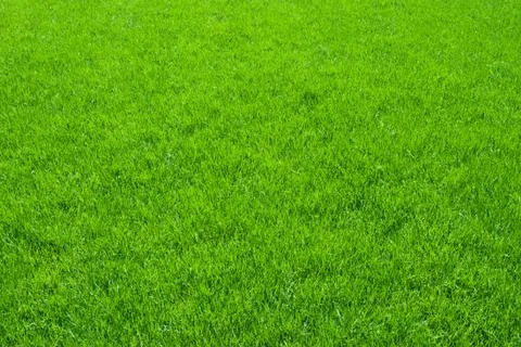 Green grass Stock Photos