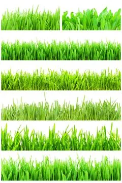 Green grass Stock Photos