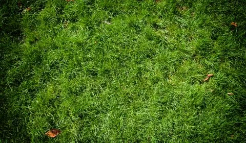 Green grass Stock Photos