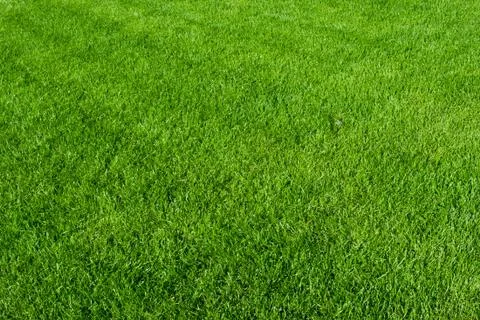 Green grass Stock Photos