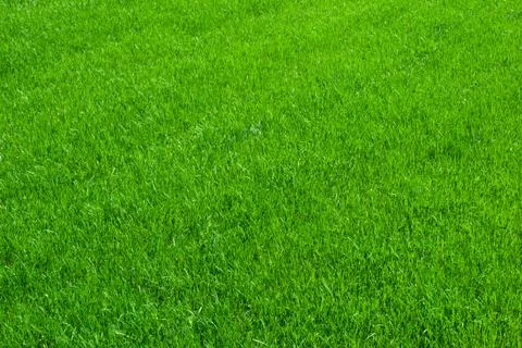 Green grass Stock Photos