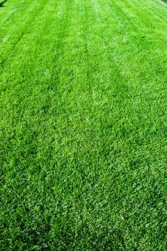 Green grass Stock Photos