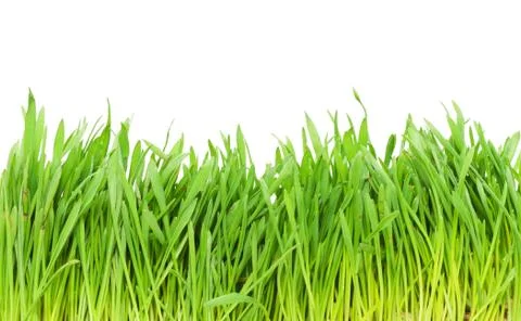 Green grass Stock Photos