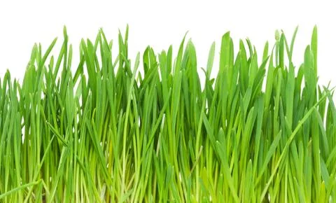 Green grass Stock Photos