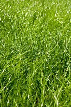 Green grass Foto stock