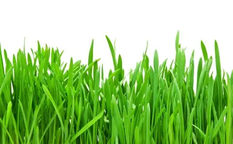 Green grass Stock Photos
