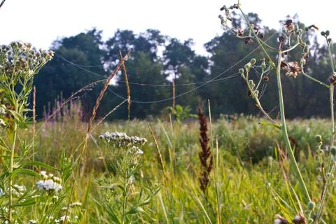 Green grass Stock Photos