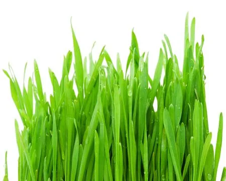 Green grass Foto stock
