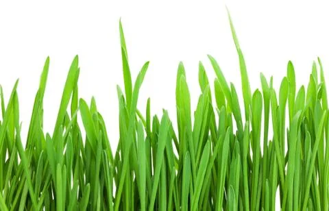 Green grass Stock Photos