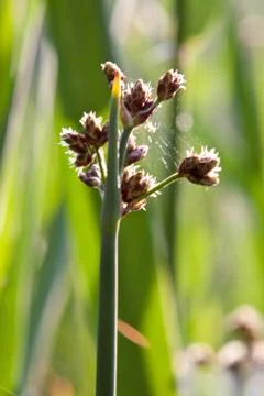 Green grass Stock Photos