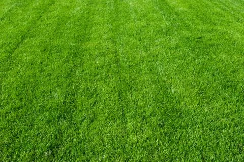 Green grass Stock Photos