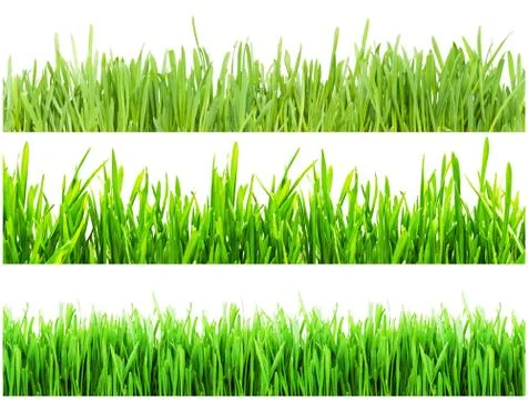Green grass Stock Photos
