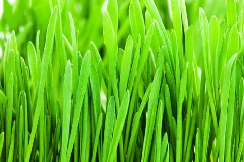 Green grass Stock Photos