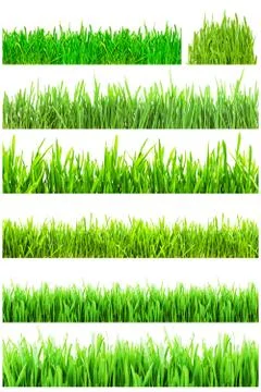 Green grass Stock Photos
