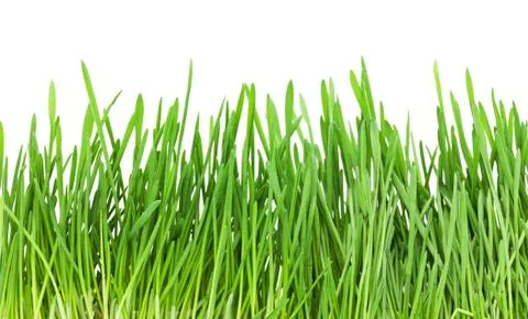 Green grass Foto stock