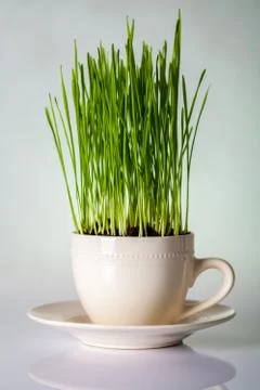Green grass Stock Photos