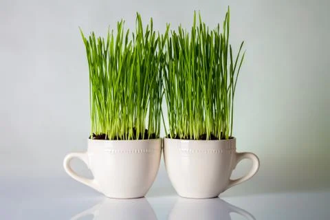 Green grass Stock Photos