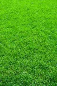 Green grass Stock Photos