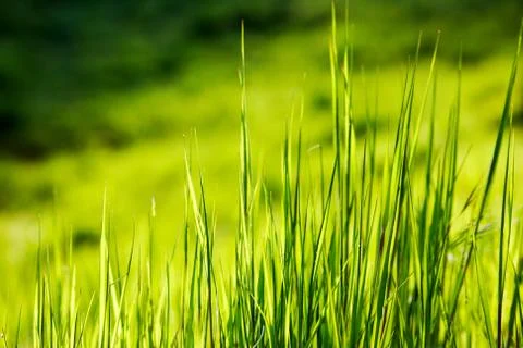 Green grass Stock Photos