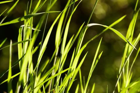 Green grass Stock Photos