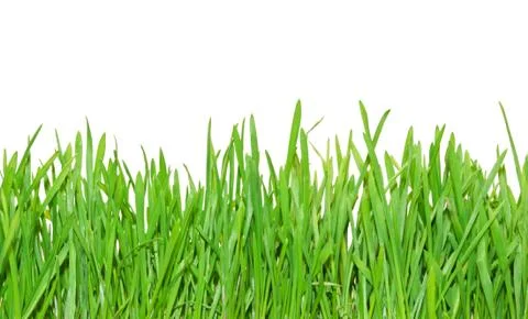 Green grass Stock Photos
