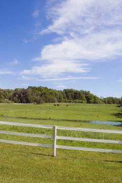 Green grass Stock Photos
