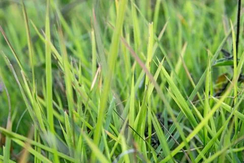 Green grass Stock Photos