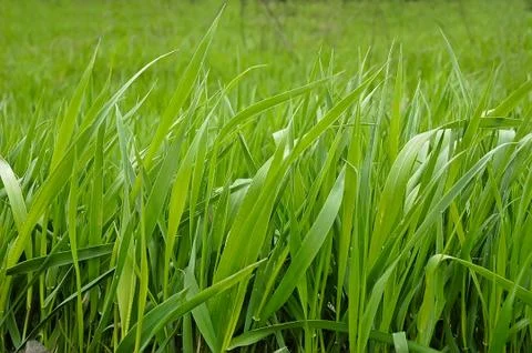 Green grass. Stock Photos