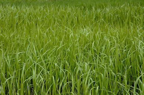 Green grass. Stock Photos