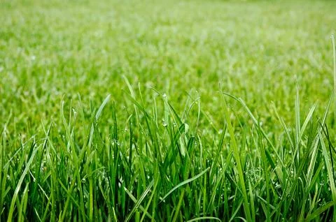 Green grass Stock Photos