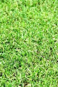 Green grass Stock Photos