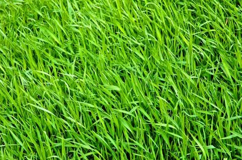 Green grass Stock Photos