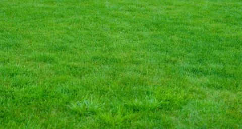 Green grass Stock Photos